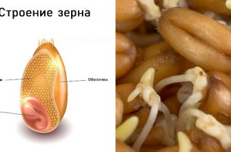 10 самых мощных семян для человека: приведут к долголетию