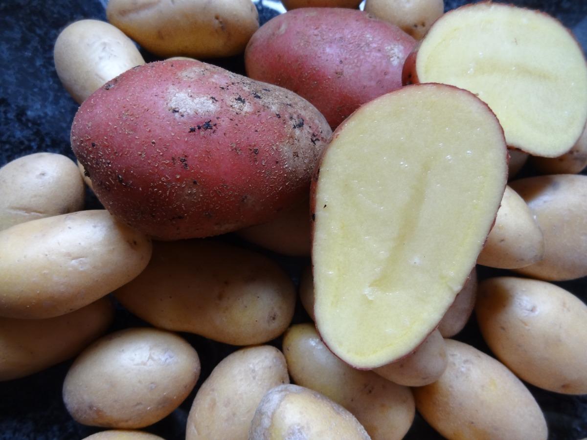 Сажаем картофель по-новому — советы Г.Кизимы