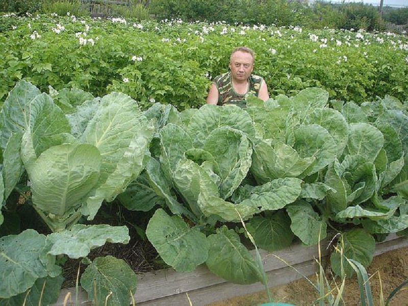 Грядки-короба, высокие грядки! Чтобы урожай был богатым даже на самой паршивой земле, нужно…