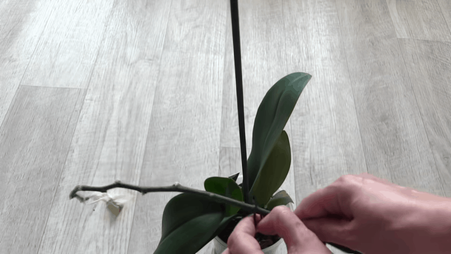 Отличный способ размножения орхидей, не требующий использования цитокининовой пасты