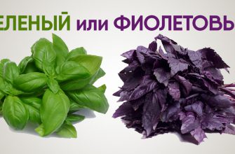 Какой базилик выбрать: зеленый или фиолетовый. Ты удивишься, когда узнаешь, что скрывают эти душистые листья!