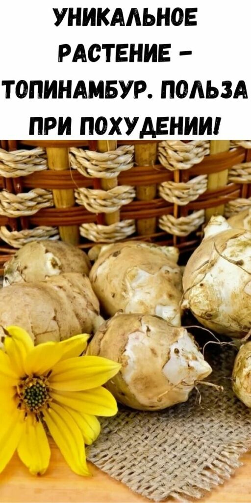 Топинамбур польза для здоровья. Топинамбур польза. Топинамбур противопоказания. Топинамбур польза и противопоказания. Земляная груша польза.