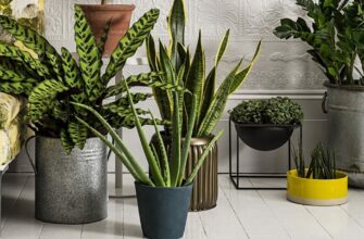 10 лучших комнатных растений, которые очищают воздух